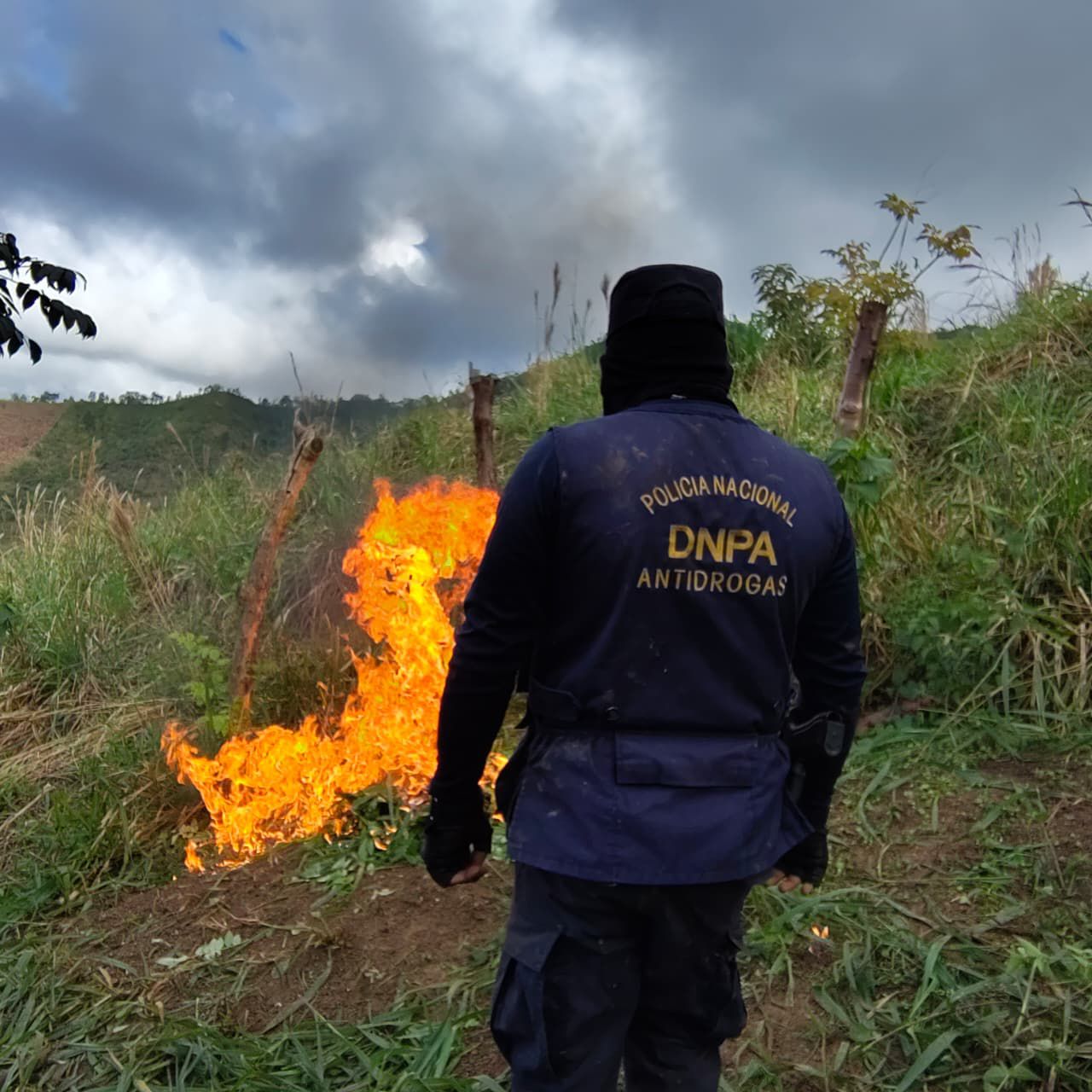 DNPA destruye vivero con 245 mil plántulas y erradica plantación de arbustos de coca en Colón